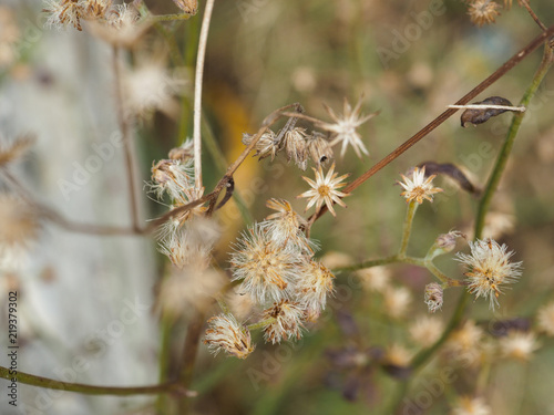 dandelion © gloomybunny