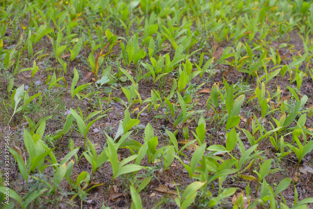 leaves from Lily of the valley leaves from Lily of the valley