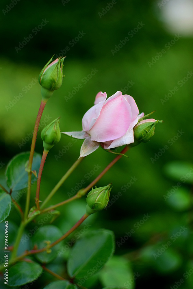 buds of the rose New Dawn buds of the rose New Dawn