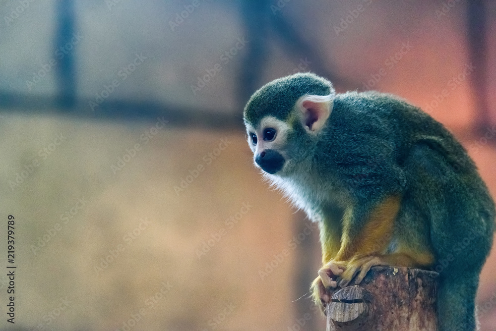 Fototapeta premium portrait of a monkey at the zoo