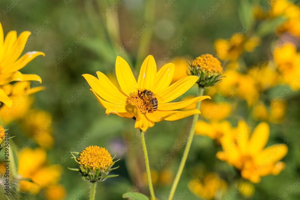 yellow flowers of Jerusalem artichoke in the garden yellow flowers of Jerusalem artichoke in the garden
