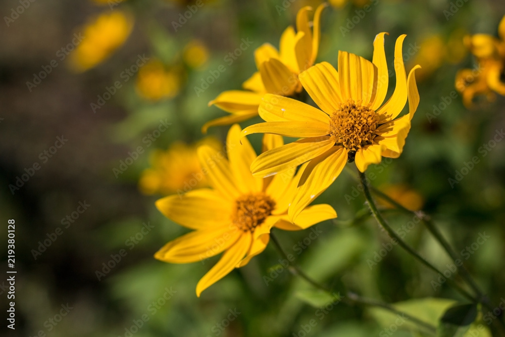 yellow flowers of Jerusalem artichoke in the garden yellow flowers of Jerusalem artichoke in the garden