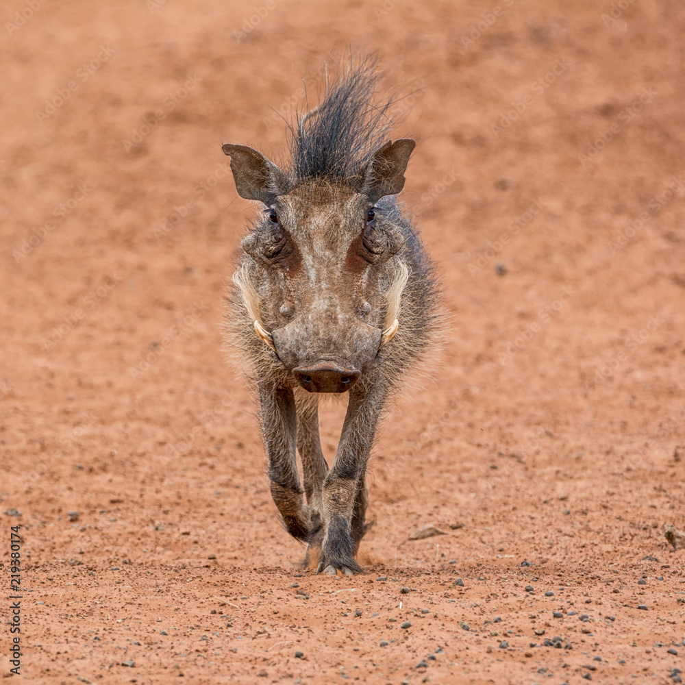 Fototapeta premium Warthog