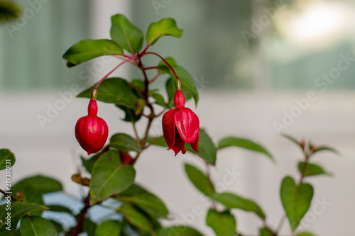 Colorful fuchsia dark eyes flowers not opened.  photo