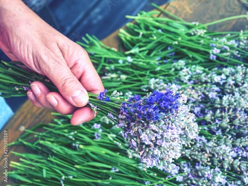 Fototapeta Naklejka Na Ścianę i Meble -  Woman hands binding lavender flowers with scissors and string