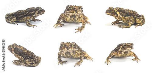 Toad White Background from phuket Thailand .The collection. Suitable for use in design, editing, decoration, use both print and website.
