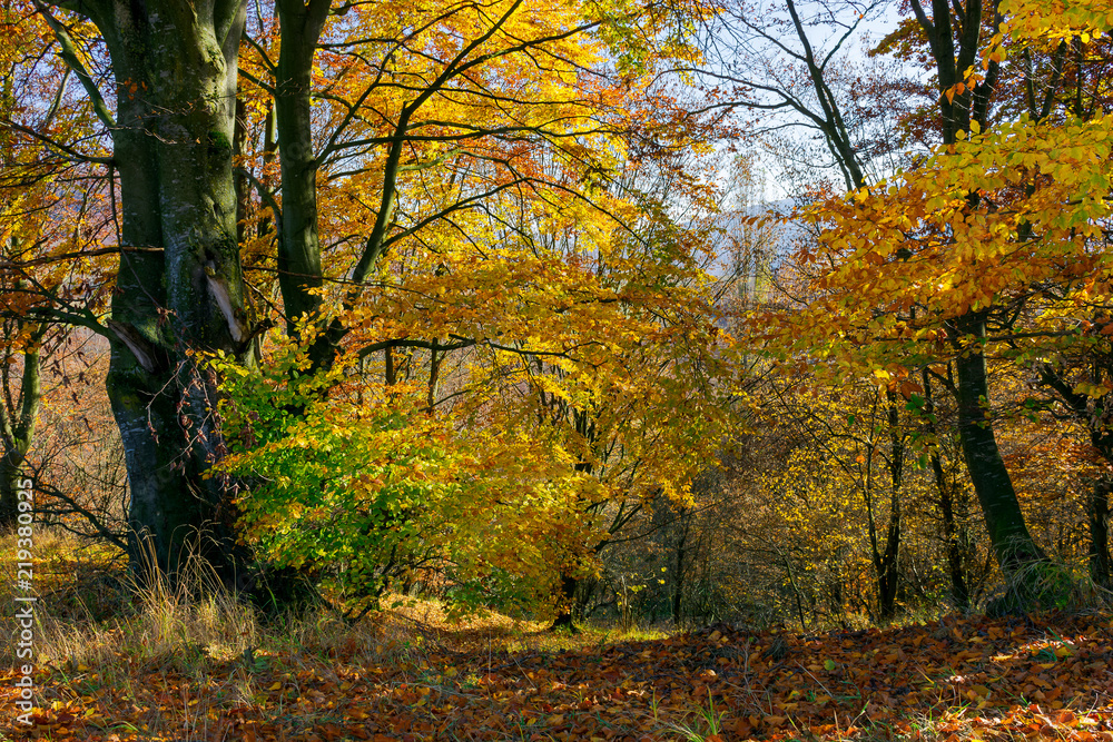 golden foliage in the forest. beautiful autumn scenery in a bright light. pleasant nature background golden foliage in the forest. beautiful autumn scenery in a bright light. pleasant nature background
