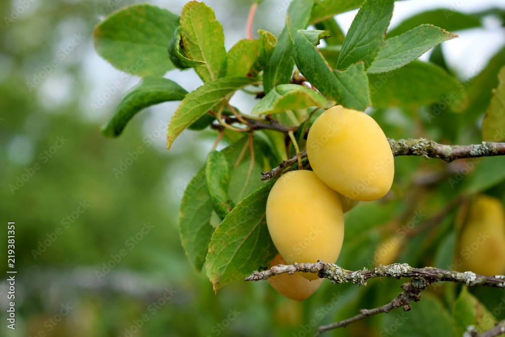 Yellow plums are ripening on the tree in the garden