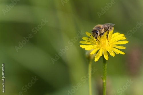 A bee pollinating on a yellow flower. © lapis2380