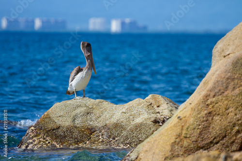 Pelicano en la playa