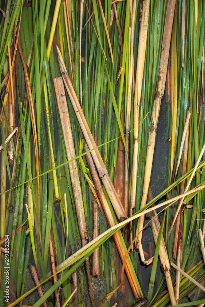 Obraz premium Rush branches on the water as a background