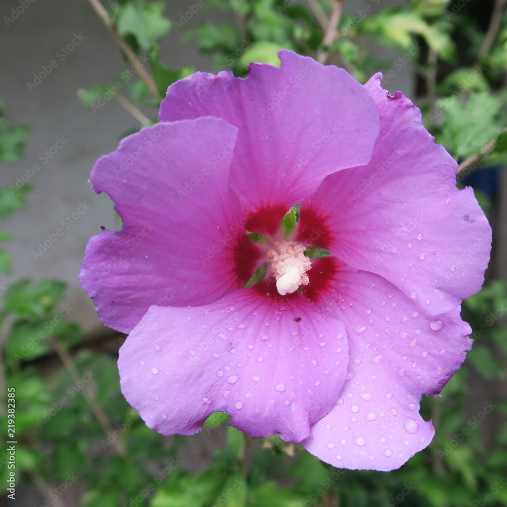pink, purple hibiscus flower, winter hardy bush that blooms abundantly in summer pink, purple hibiscus flower, winter hardy bush that blooms abundantly in summer