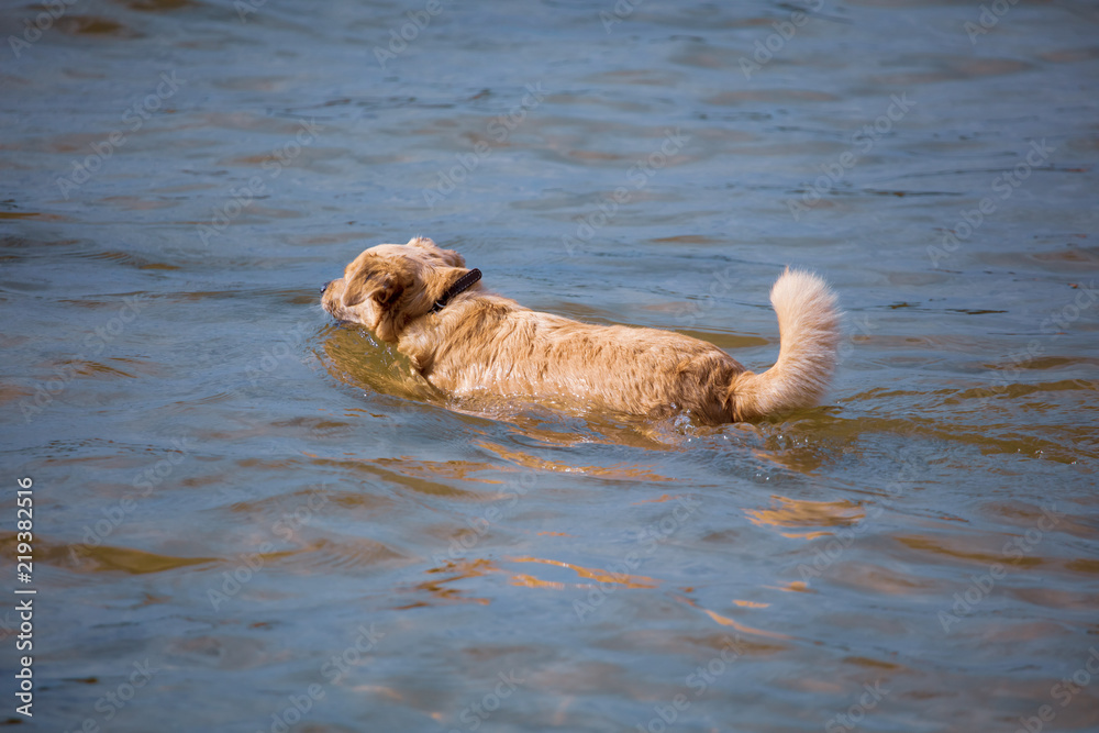 The dog is swimming on the water in the lake