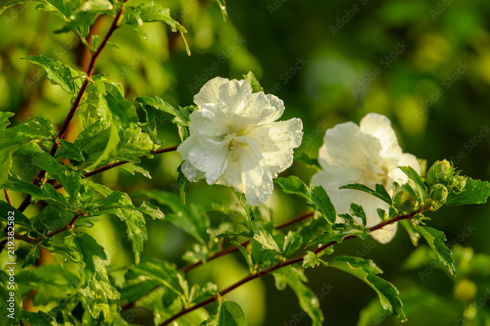 White flowers on a tree in the park White flowers on a tree in the park