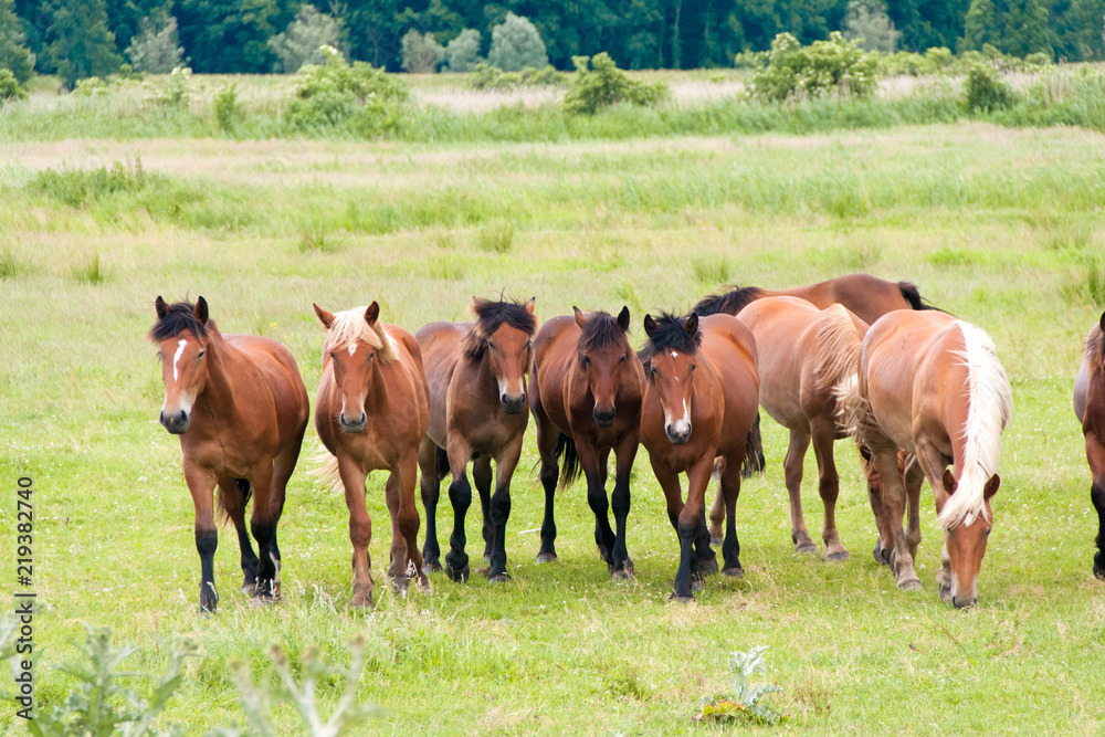 Free running wild horses on a meadow. Country midlands landscape with group of animals.