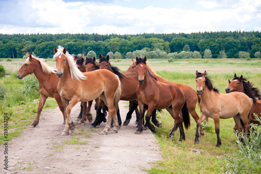 Obraz premium Free running wild horses on a meadow. Country midlands landscape with group of animals.