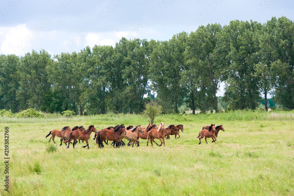 Free running wild horses on a meadow. Country midlands landscape with group of animals. Free running wild horses on a meadow. Country midlands landscape with group of animals.
