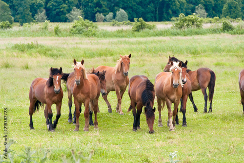 Free running wild horses on a meadow. Country midlands landscape with group of animals. © Mateusz