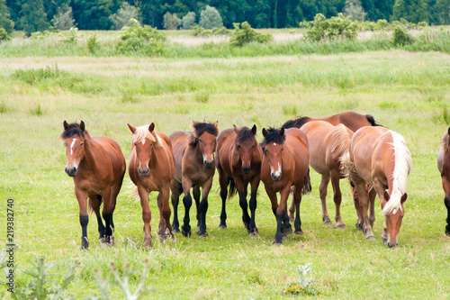 Free running wild horses on a meadow. Country midlands landscape with group of animals.