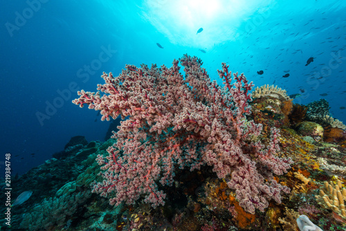 Fototapeta Naklejka Na Ścianę i Meble -  sea fan or gorgonian on the slope of a coral reef with visible water surface and fish