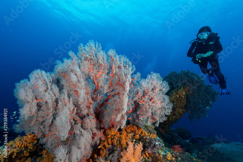 sea fan or gorgonian on the slope of a coral reef with visible water surface and fish and woman diver