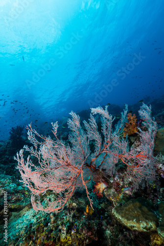 Fototapeta Naklejka Na Ścianę i Meble -  sea fan or gorgonian on the slope of a coral reef with visible water surface and fish