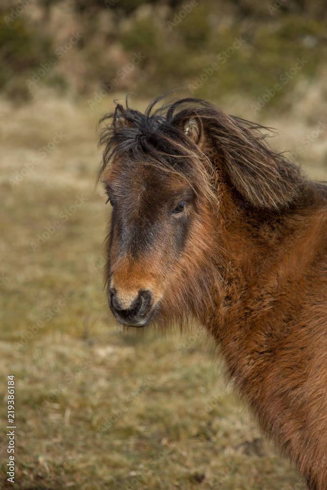 Lovely Young Wild Moorland Pony