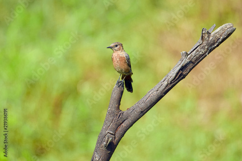 Small little bird sitting in wild  © fysaladobe