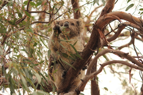 Photography koala bear on gum tree