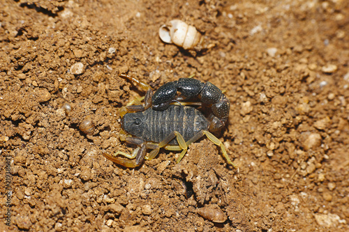 Bicolor Scorpion, Orthochirus bicolor Family: Buthidae, Mayureshwar Wildlife sanctuary, Maharashtra, India photo
