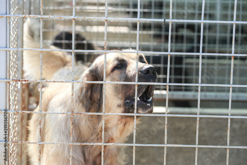 Dog in an animal shelter