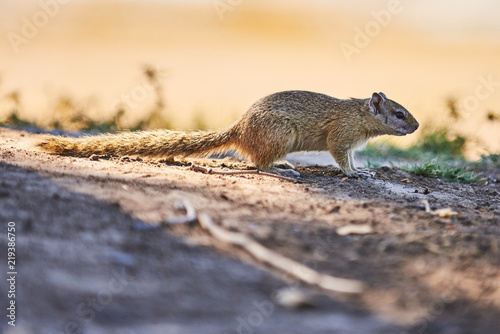 Ardilla africana photo