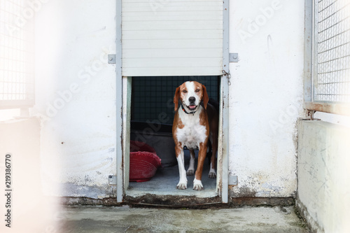 Dog in an animal shelter © Goran Jakus
