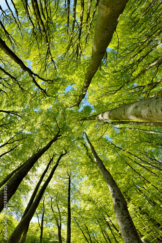 Naklejka premium Las bukowy wczesną wiosną, patrząc w górę, świeże zielone liście