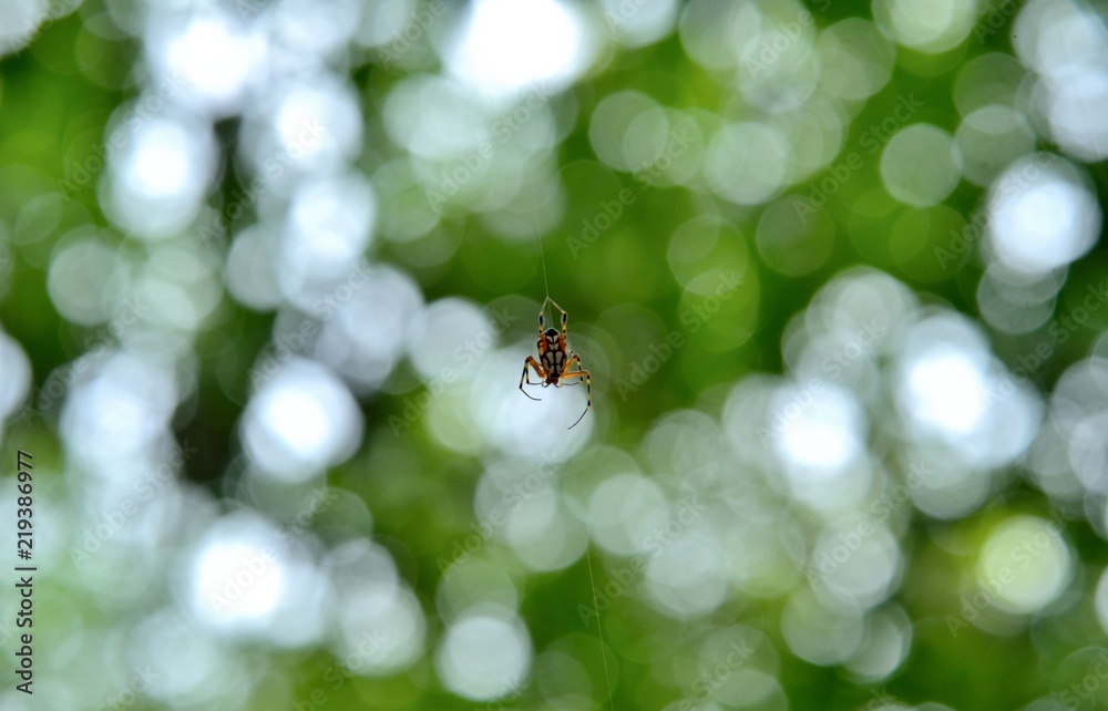 spider in nature on green and white bokeh background spider in nature on green and white bokeh background