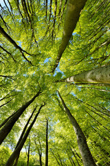 Forest of Beech Trees in Early Spring, looking up, fresh green leaves