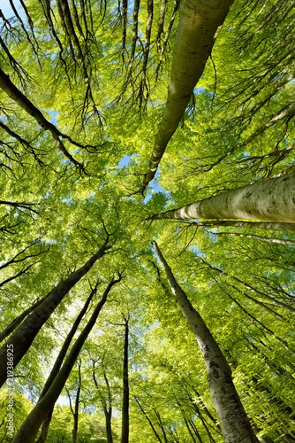 Naklejka Forest of Beech Trees in Early Spring, looking up, fresh green leaves