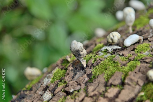 mushroom growing in timber on nature.
