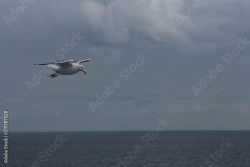 Seagull flying over the sea. Flying in the sky.