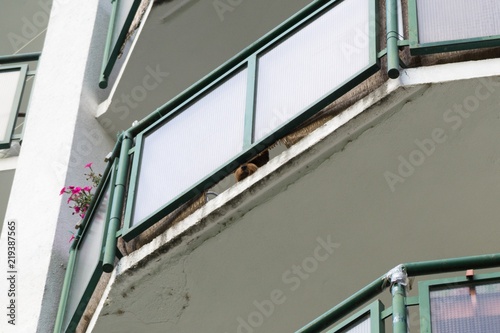 Yorkshire dog on the balcony. Slovakia © Valeria