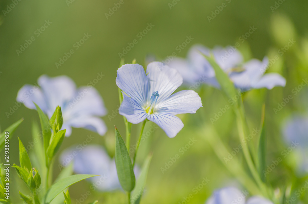 亜麻の花 亜麻の花