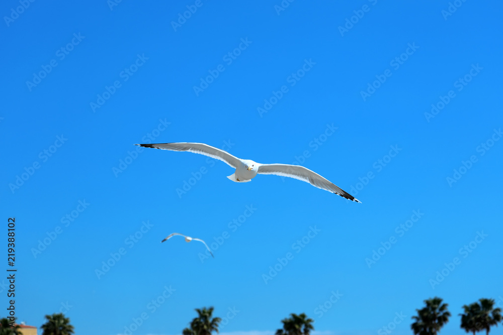 Fototapeta premium White Seagull Flying In The Blue Sky