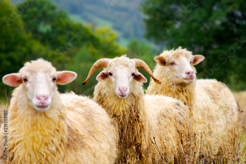 portrait of ram in the sheep herd. leadership in complicates relationship concept. shallow depth of field photo