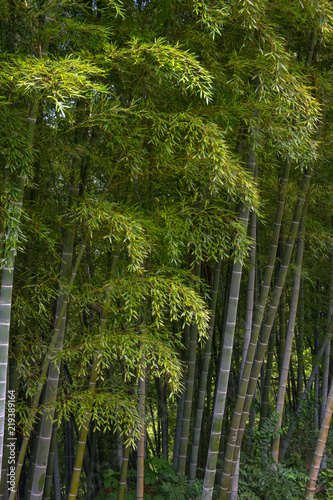 Bamboo trees