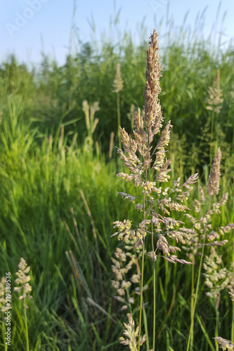 Flowering Reed canary grass (Phalaris arundinacea) photo