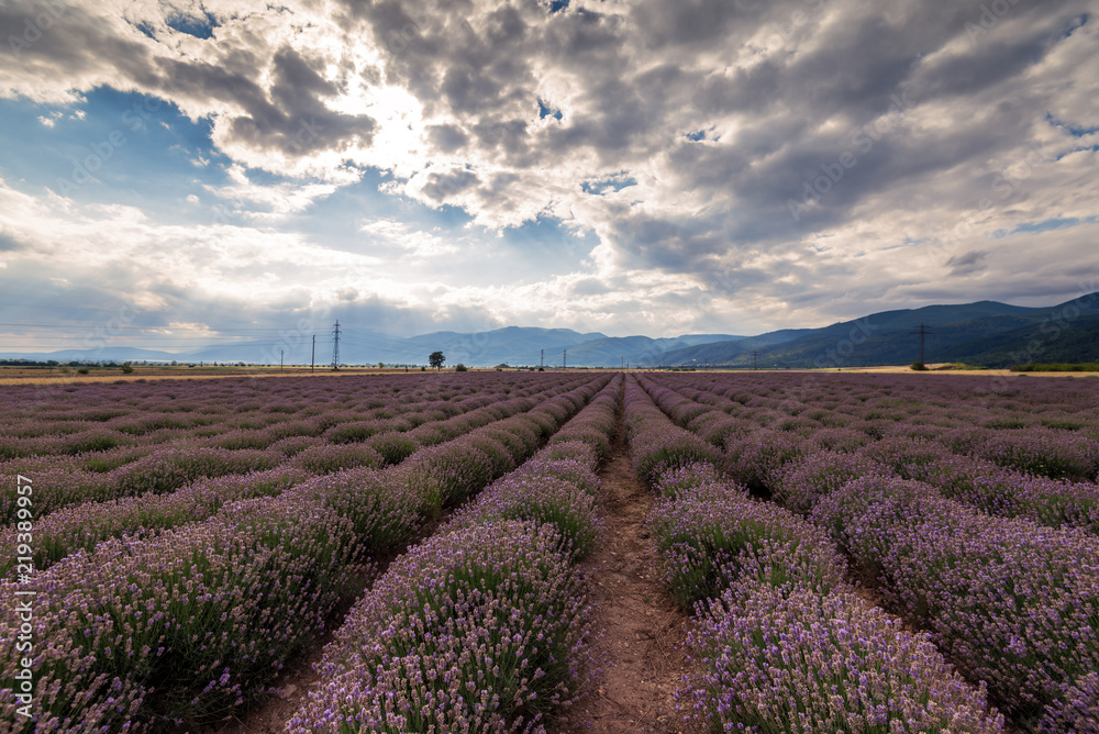 Beauty lavender flowers field. Beauty lavender flowers field.