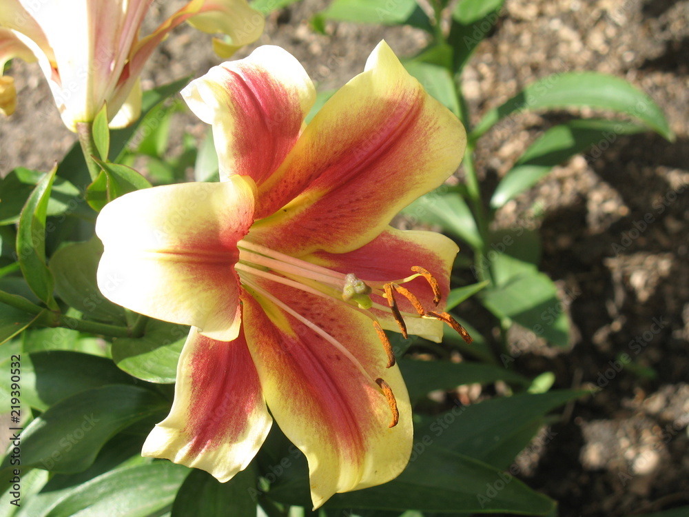 Fototapeta premium flower_lilia04