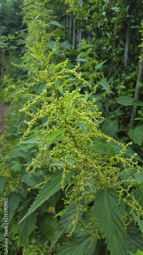 Common Nettle (Urtica dioica) with flowers and seeds