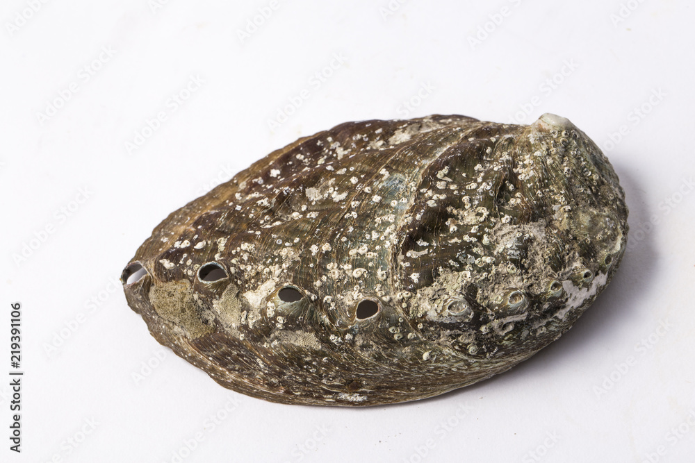 Obraz premium Abalone shell isolated