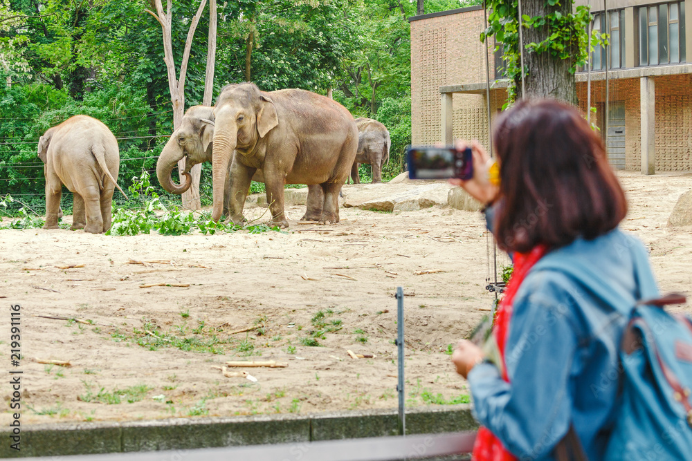 Obraz premium Woman watching at elephant family feeding in the zoo and making photos on her smartphone